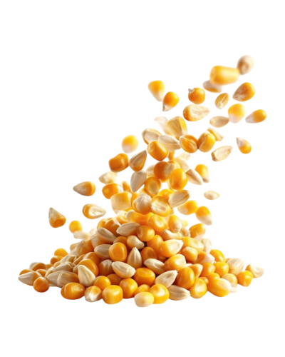 CORN KERNELS