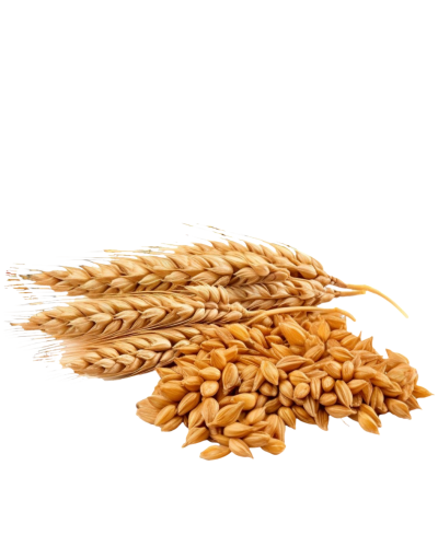 WHEAT GRAIN